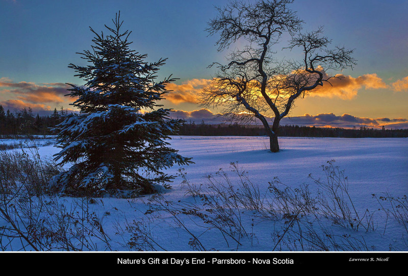 _MG_5734 -Sunset and the TREE.jpg
