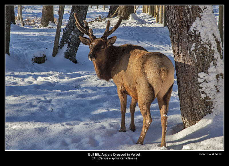 _MG_6606  -Elk(1).jpg