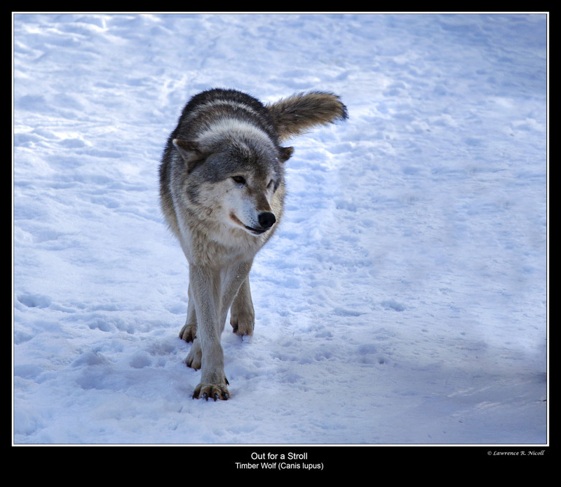 _MG_6785 -Timber Wolve(1).jpg