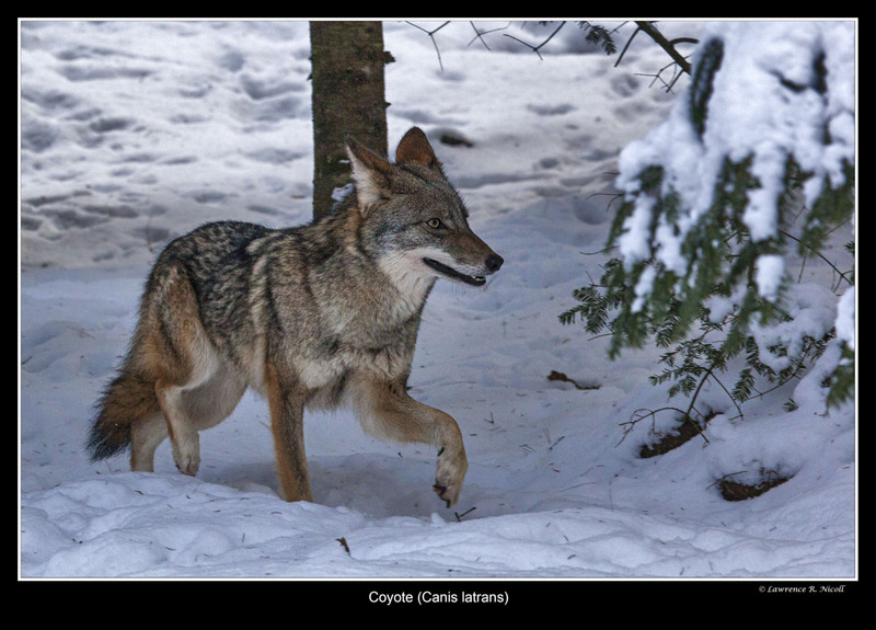 _MG_7554 -Coyote on the Prowl(1).jpg