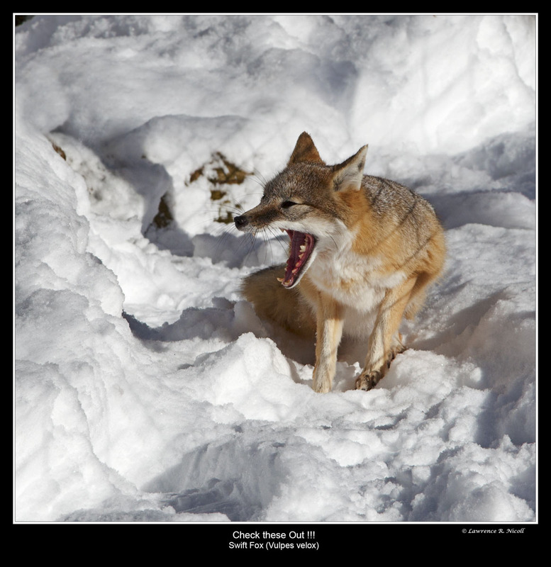 _MG_7945 -Foxy Lady(1).jpg