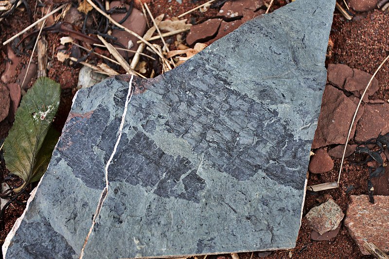 _MG_8541 -Spicers Cove -Fossil -Web.jpg