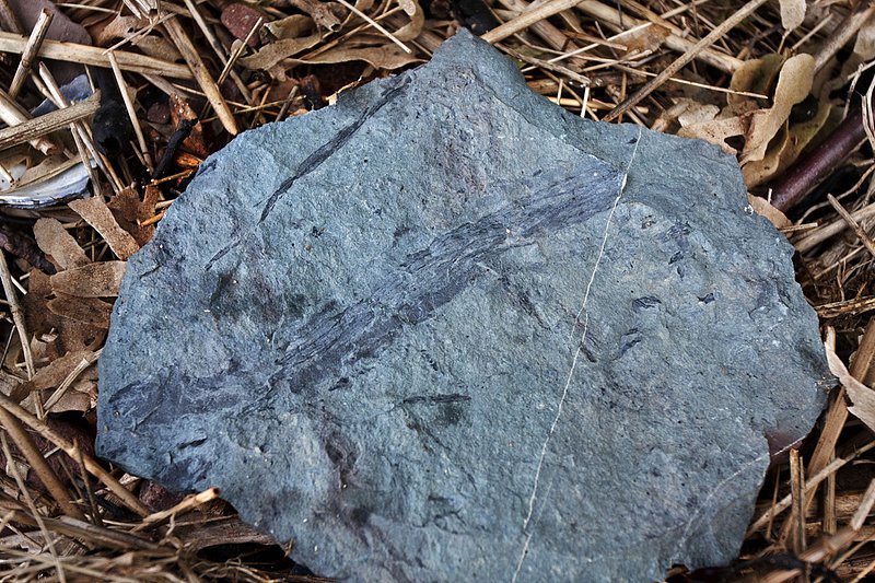 _MG_8544 -Spicers Cove -Fossil -Web.jpg