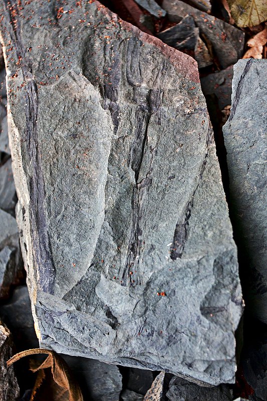 _MG_8547 -Spicers Cove -Fossill -Web.jpg