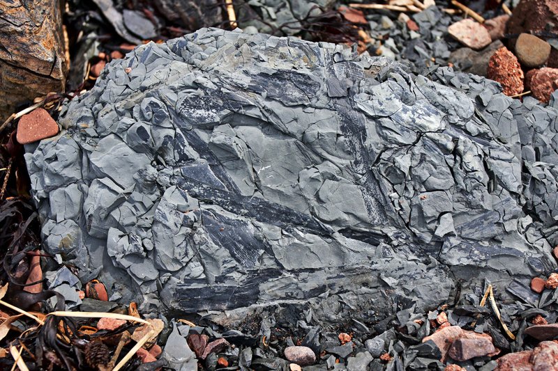 _MG_8549 -Spicers Cove -Fossils -Web.jpg