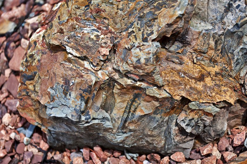 _MG_8551 -Spicers Cove -Fossils -Web.jpg