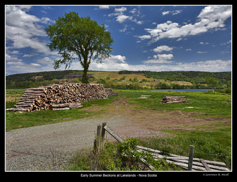 _MG_8552 -The Ancient Elm tree(1).jpg