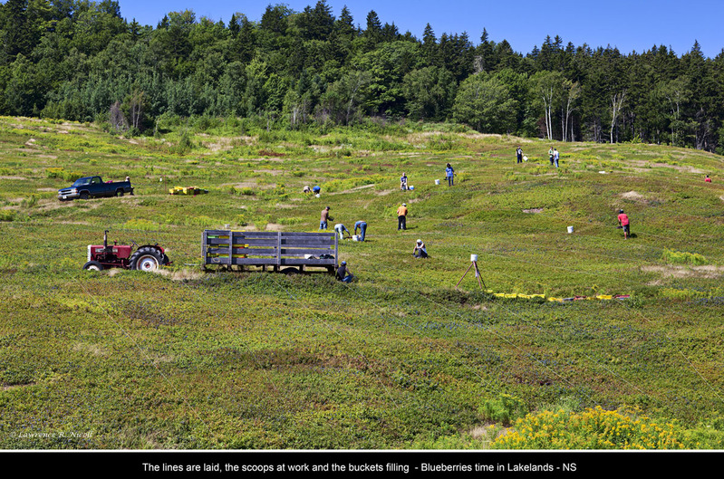 _MG_8631 -Scooping Blueberries(1).jpg