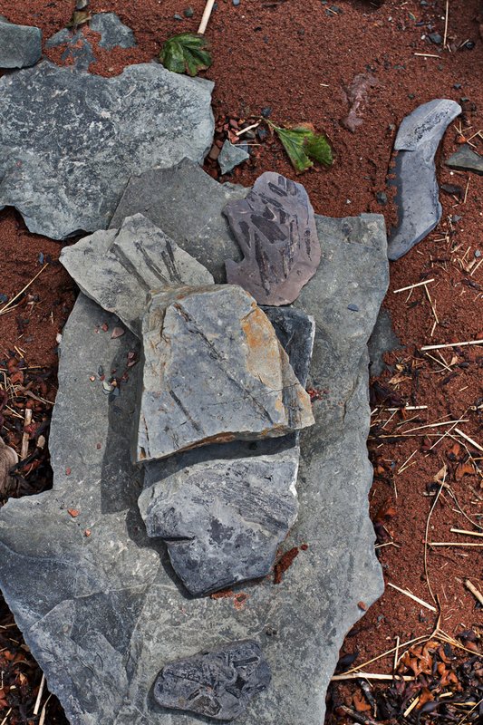 _MG_8752 -Spicers Cove -Fossils -Web.jpg