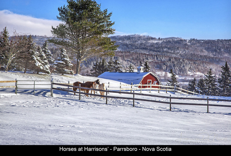 _MG_8901 -Good Morning on the Farm(1).jpg