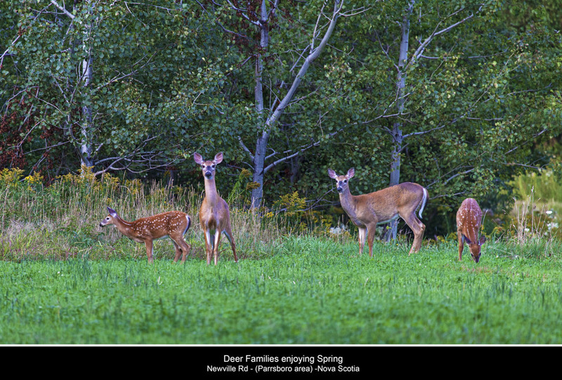 _MG_9115 -Deer Family(1).jpg
