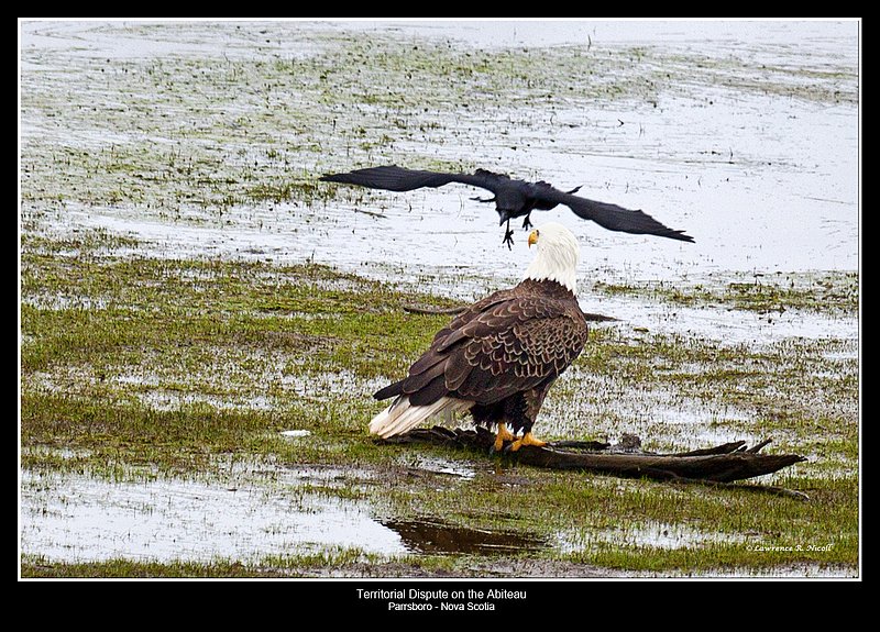 0640 -Eagle and the Crow.jpg :: An eagle dares a challenging crow to come closer