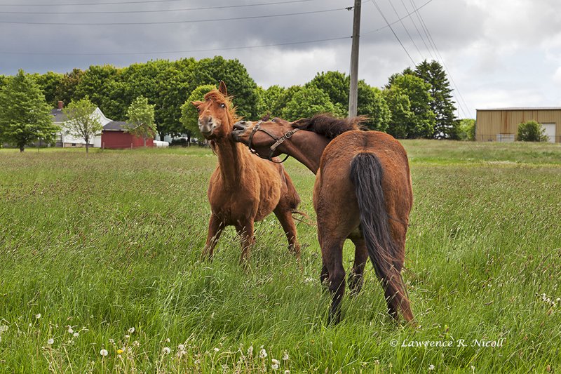 3730 -Horses.jpg :: Confrontation between Friends, or is it horseplay?