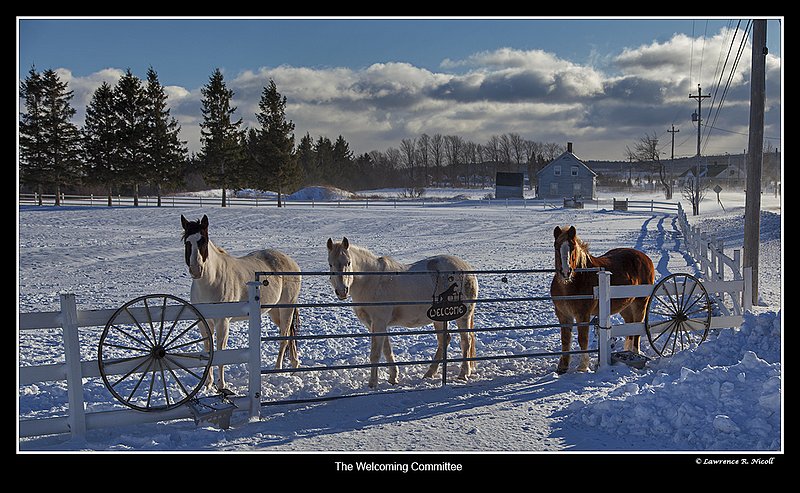 4957 -A hearty welcome from the horses.jpg :: Winds blow but the horses offer a hearty welcome