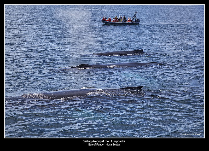5017 -A Quick Breath of Air.jpg :: The not quite so nice smelling plume of whale breath