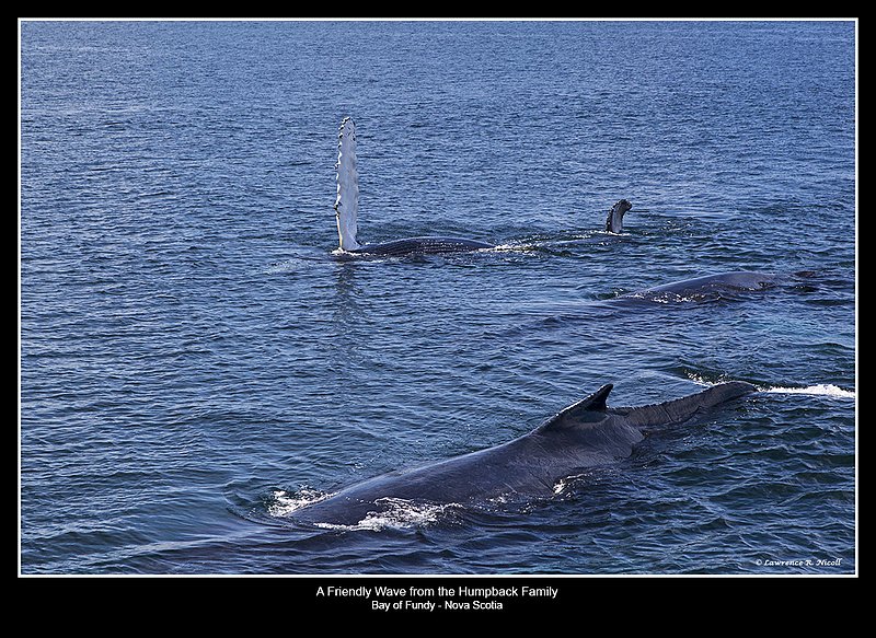 5028 -Whale Watching -Briar Island.jpg :: A group of Humpbacks leisurely floats by