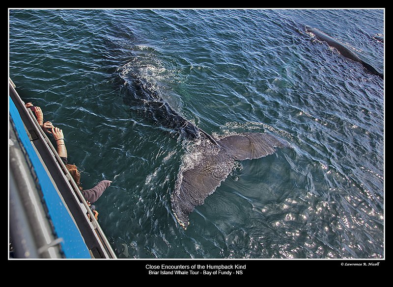 5100 -The Whale begins his dive.jpg :: Almost in reach, the whale dives