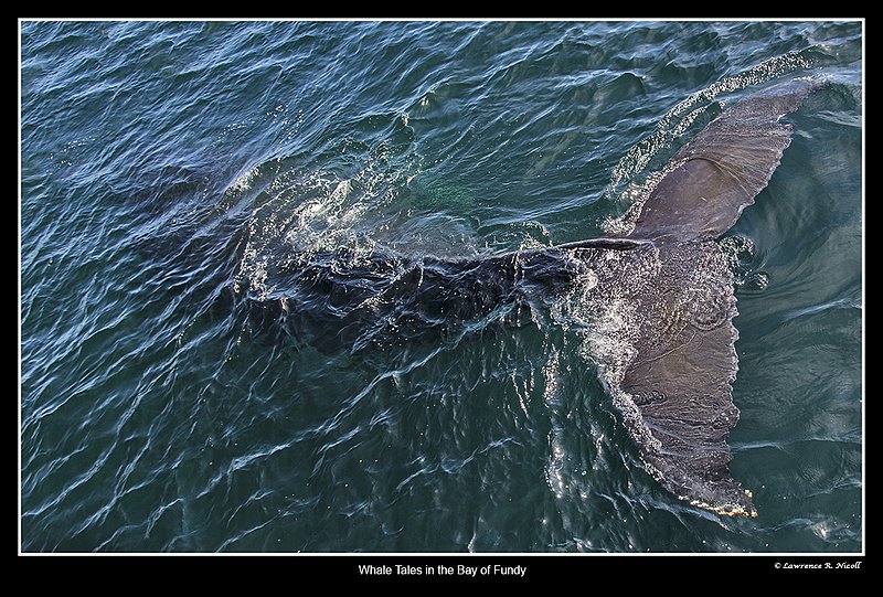5100 -Whale Tail up close.jpg :: A closer view of the humpback tail