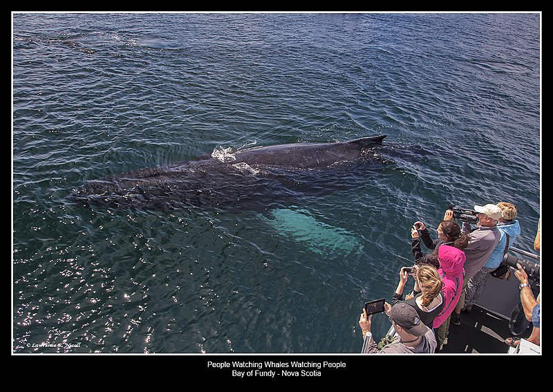 5159 -Whale Watching -Briar Island.jpg :: Never far from the boat, the whale swims close