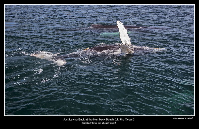5348 -Young Humpback enjoys its swim.jpg :: Like a day on the beach, the young humpback floats on its back