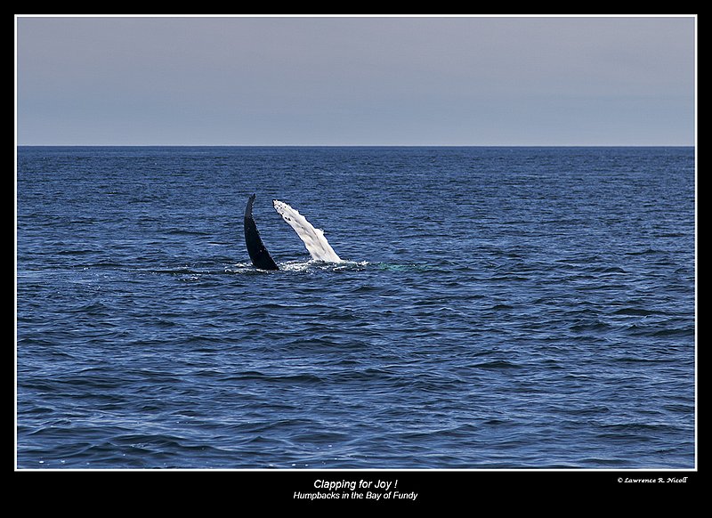 5481 -A young Humpback floats on its back.jpg :: Appearing to clap, the youngster in the bunch liked to float on its back