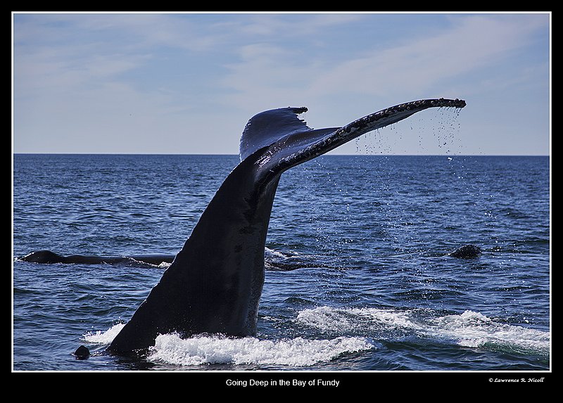 5644 -Humpback Whale Tail.jpg :: A Humpback 'Sounds' and heads down