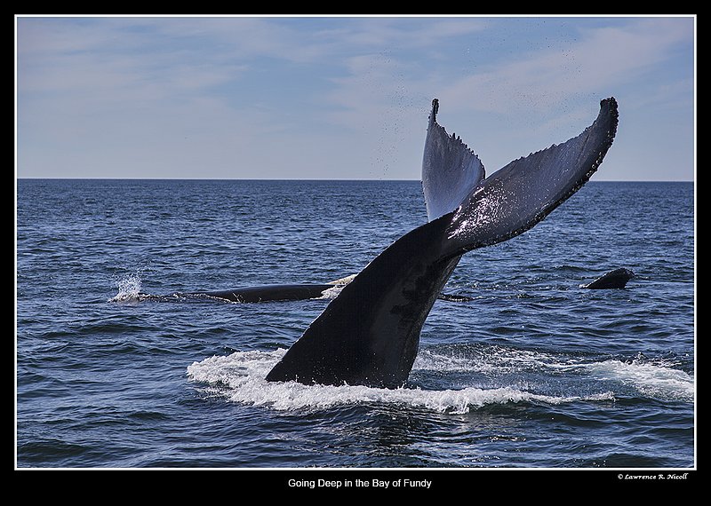 5646 -Humpback Whale Tail.jpg :: A Humpback 'Sounds' and heads down