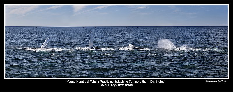 5695 -99 -Practicing splashing sequence.jpg :: A Young whale at play in the Bay of Fundy, sequence of four shots