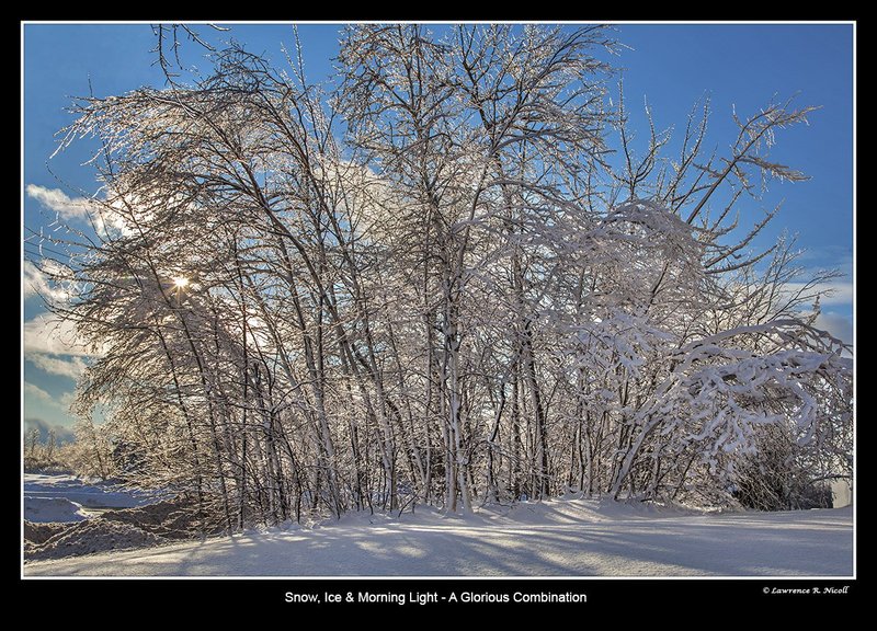 6050 -Morning Glow.jpg :: Trees glow with magic in snow and ice