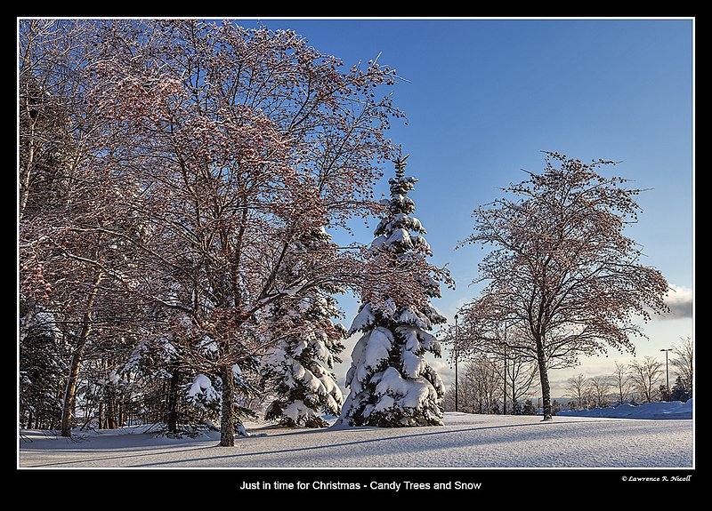 6208 -Snow -Ice  Sun.jpg :: A morning scene almost magical in the fresh snow