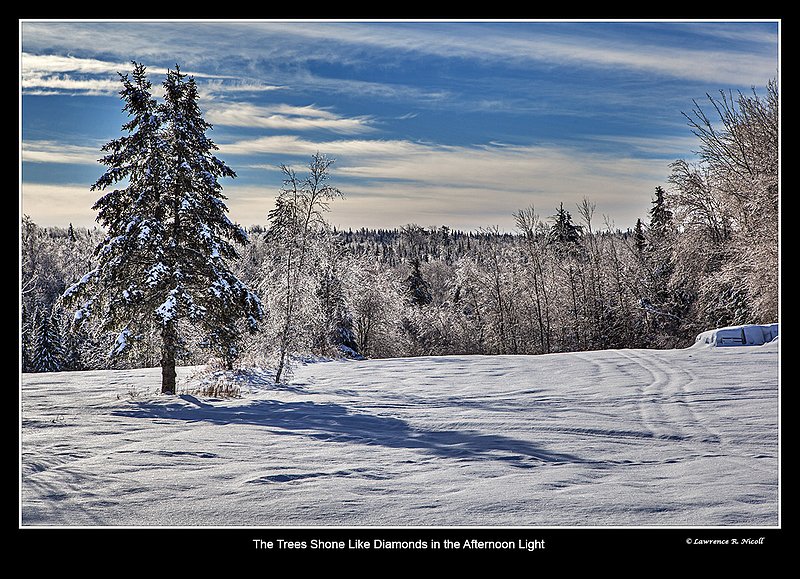 6455 --Ice covered trees -Southampton to Lynn.jpg :: Like Christmas ornaments, ice covered trees fill the horizon