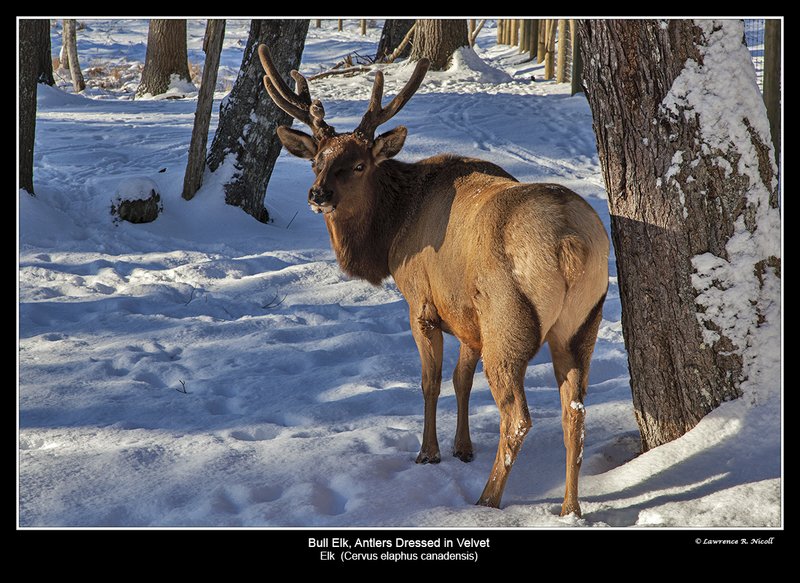 6606 -Shuby Pk -Elk.jpg :: Bull Elk (Cervus elaphus canadensis)