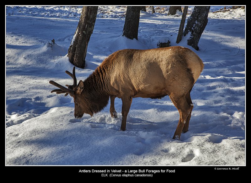 6667 -Shuby Pk -Elk.jpg :: Elk (Cervus elephus canadensis)