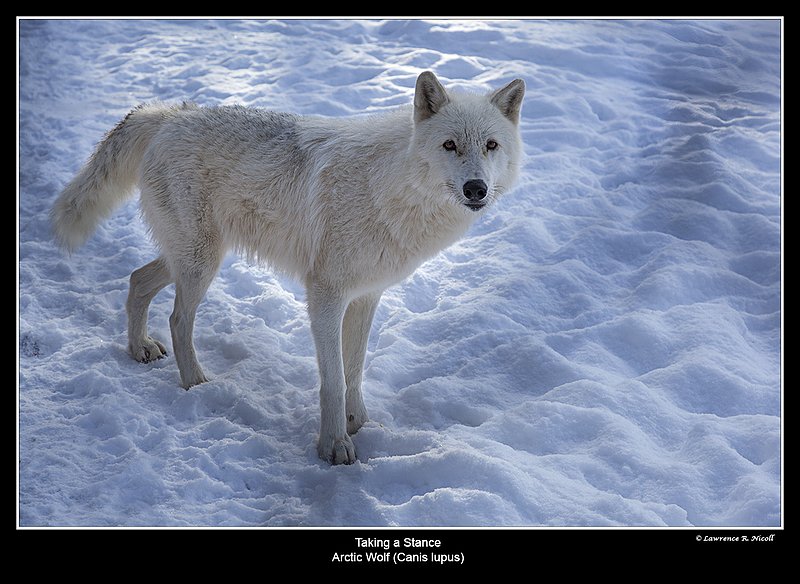 6812 -Shuby Pk -Artic Wolf.jpg :: Arctic Wolf (Canis Lupus)