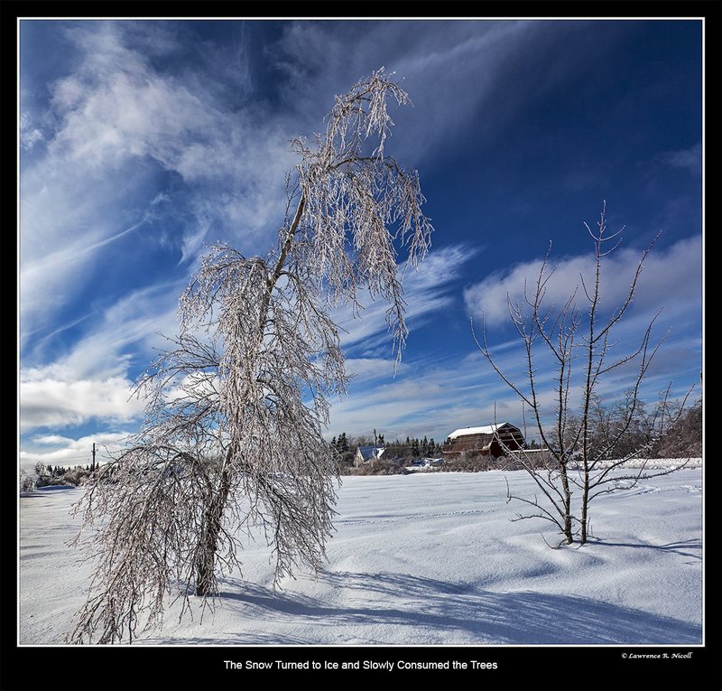 6885 96 -The Iceman Cometh.jpg :: An ice covered tree reaches for the sky