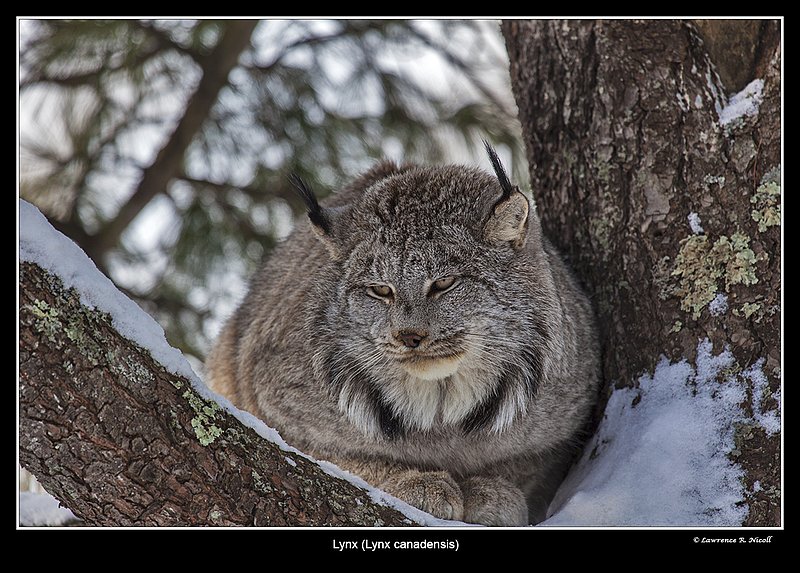 6933 -Shuby Pk -Lynx.jpg :: Lynx (lynx canadensis)