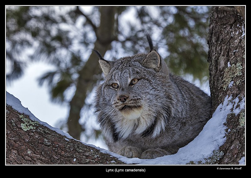 6979 -Shuby Pk -Lynx.jpg :: Lynx (Lynx canadensis)