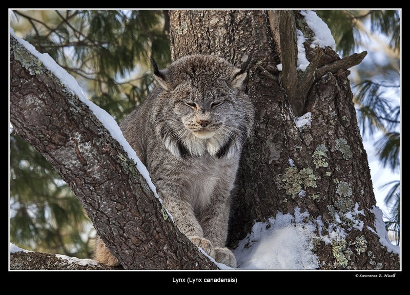 6991 -Shuby Pk -Lynx.jpg :: Lynx (Lynx canadensis)