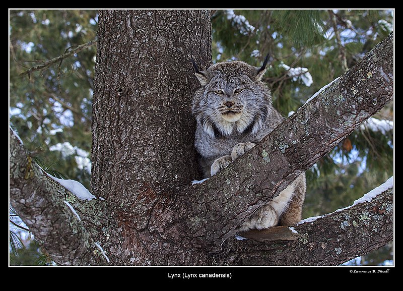 7025 -Shuby Pk -Lynx.jpg :: Lynx (Lynx canadensis)