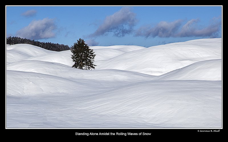 7026 -Standing Alone.jpg :: Amongst the Snowy Hillocks, a tree stands alone