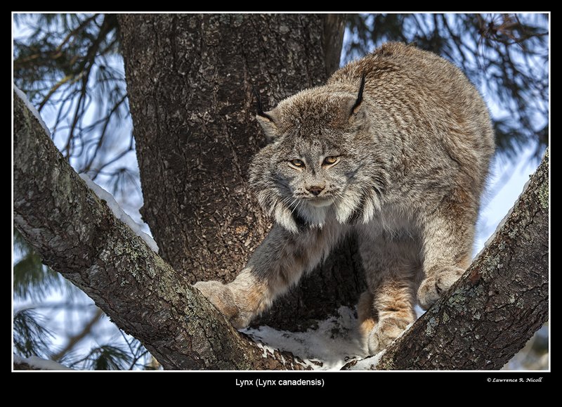 7132 -Shuby Pk -Lynx.jpg :: Lynx (Lynx canadensis)