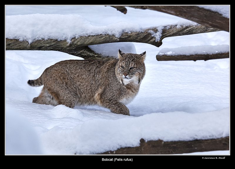 7210 -Shuby Pk -Bobcat.jpg :: Bobcat (Felis rufus)