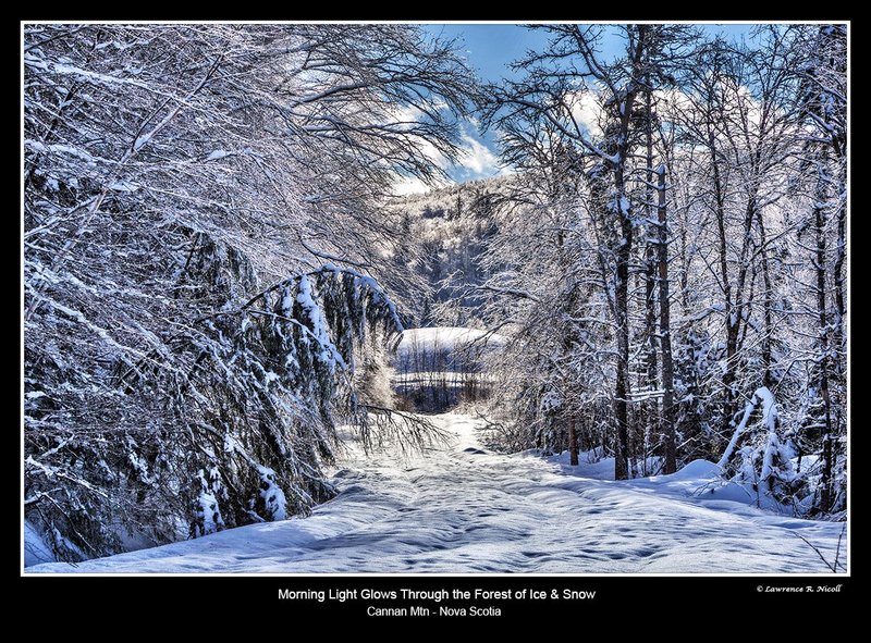 7334 -Cannan Rd in the forest.jpg :: Light slips throught the ice covered forest