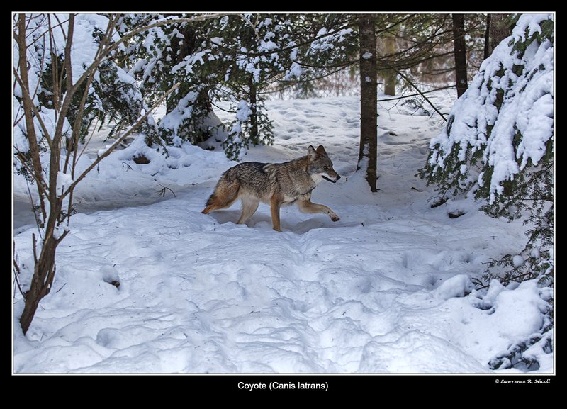 7517 -Shuby Pk -Coyote.jpg :: Coyote (Canis latrans)