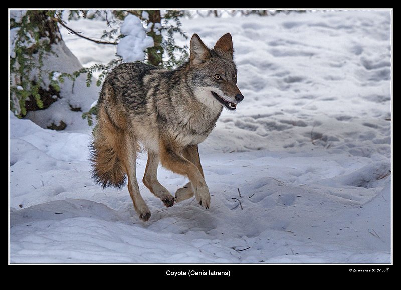 7583 -Shuby Pk -Coyote.jpg :: Coyote (Coyote latrans)