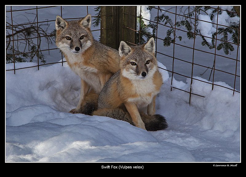 7719 -Shuby Pk -Swift Fox.jpg :: Swift Fox (Vulpes velox)