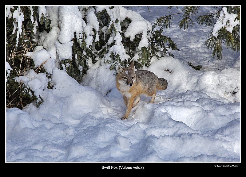 8040 -Shuby Pk -Swift Fox.jpg :: Swift Fox (Vulpes velox)