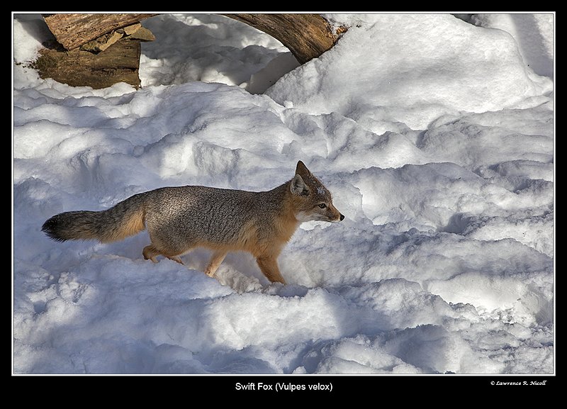 8050 -Shuby Pk -Swift Fox.jpg :: Swift Fox (Vulpes velox)