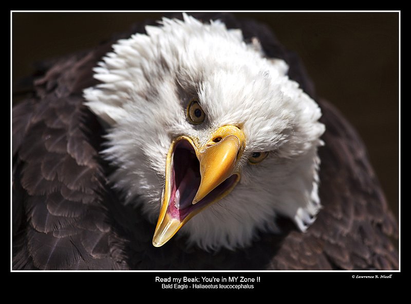 8126 -Bald Eagle.jpg :: A Bald Eagle displays its dislike for my companionship