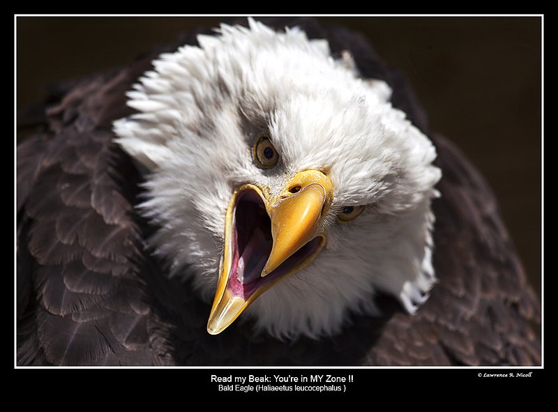 8126 -Shuby Pk -Angry Bald Eagle.jpg :: Bald Eagle (Haliaeetus leucocephalus)